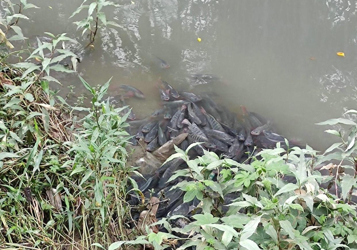 两块一斤没人要！老人路边卖非洲鲫鱼，路人：猫都不吃