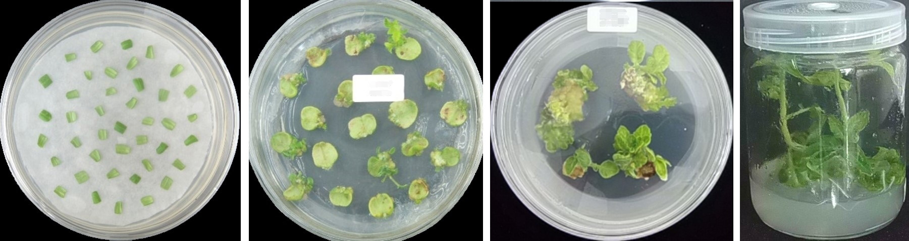 壳寡糖的促进生根作用,壳寡糖对免疫系统的调节作用
