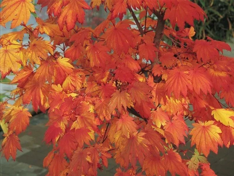 「秋天必看」枫树图鉴22年版——鸡爪枫及日本枫篇