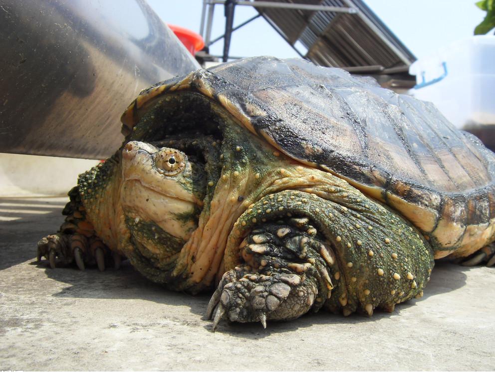 鳄龟养殖方法和注意什么,鳄龟苗子深水饲养方法