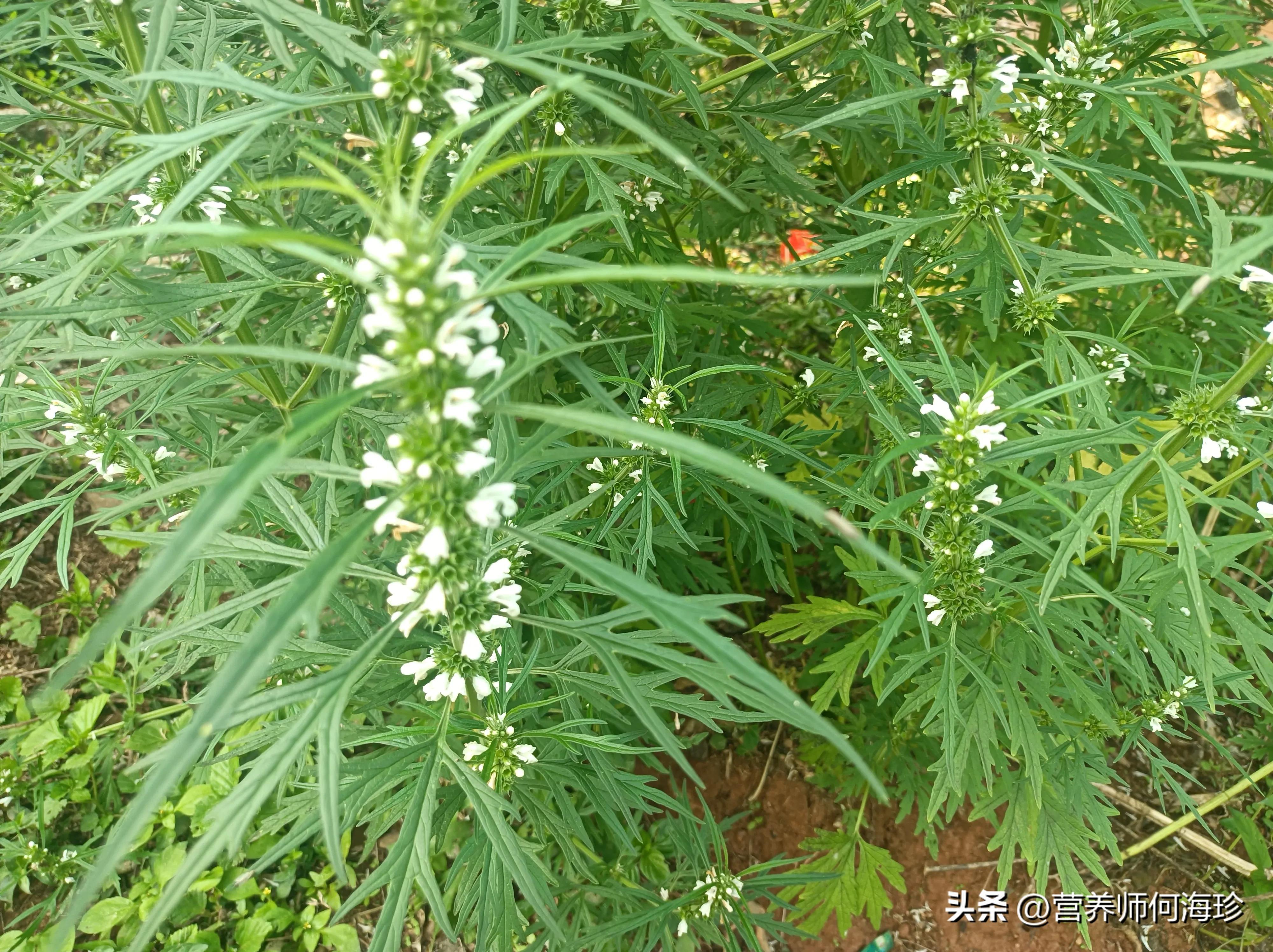 最近疯狂生长的“女人草”，年年有人挖它，因为珍贵，你可认识？