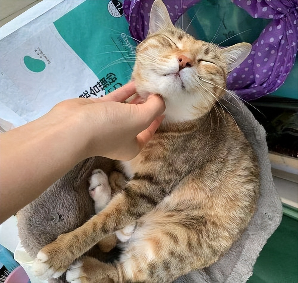 猫咪最喜欢抚摸它的什么部位,猫咪比较喜欢抚摸身体的哪些部位