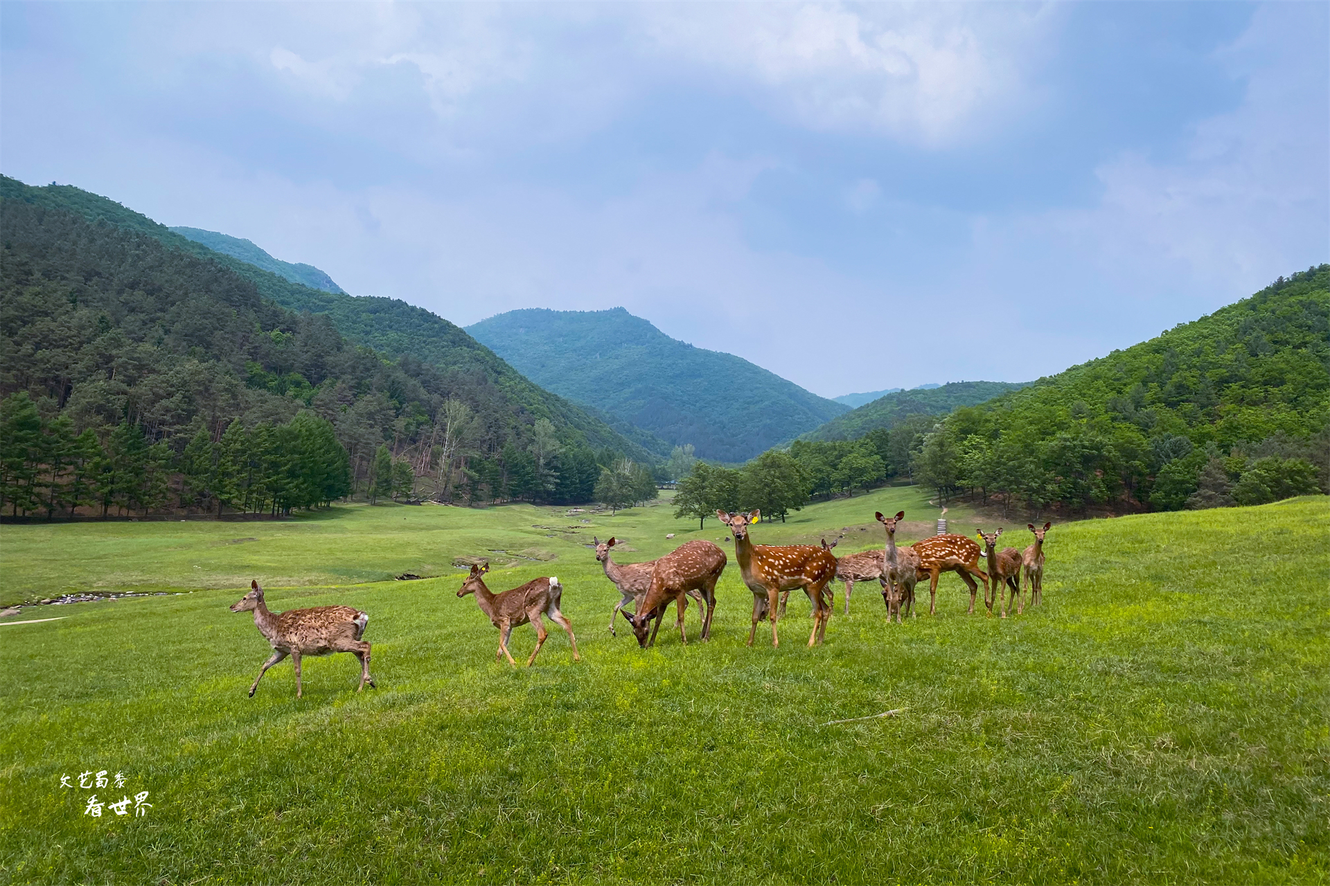 我国哪个城市避暑天堂,炎热的夏季太适合来伊春避暑了吗