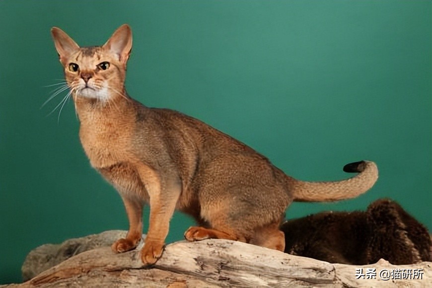 英短猫和美短哪个好养,英短跟美短猫咪