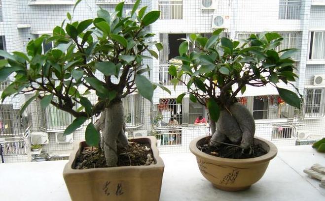 家里榕树盆景掉叶子,榕树在家里为什么掉叶子