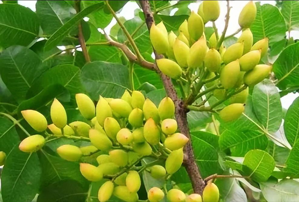 买开心果哪里最便宜,什么地方的开心果价格便宜