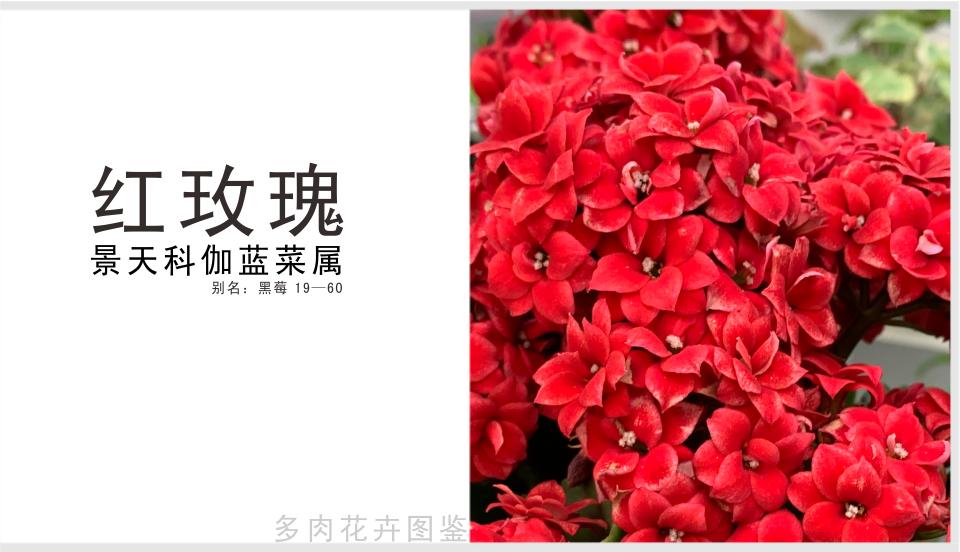 大红色重瓣玫瑰花品种,玫瑰红重瓣长寿花