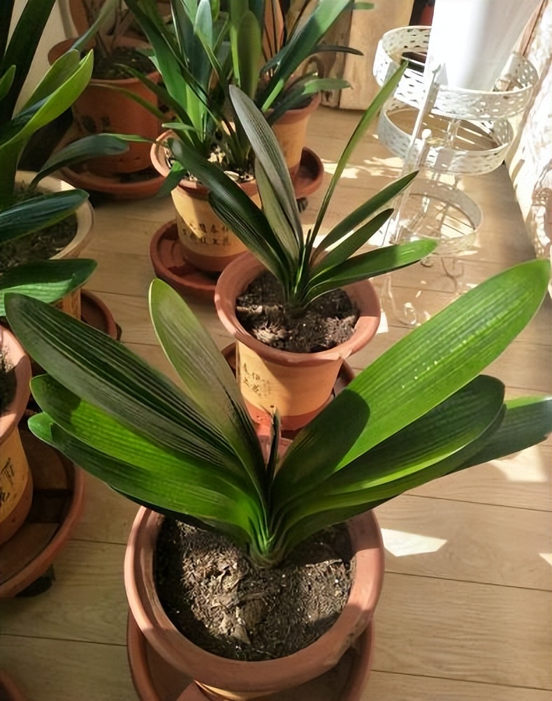 君子兰夏天怎么养才能更旺盛一些,君子兰夏季怎么养才能更旺盛