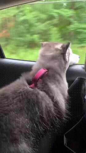 动态搞笑gif视频素材,搞笑gif段子帅不过三秒没毛病