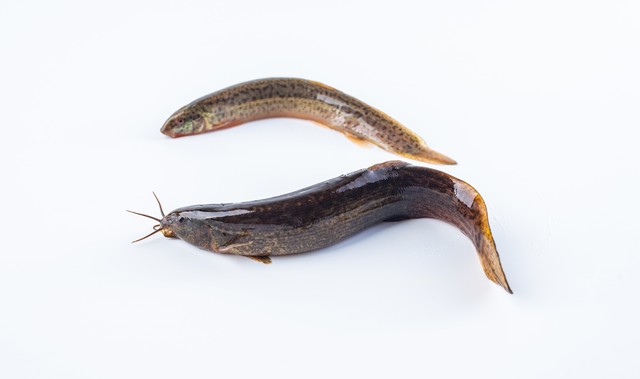 养殖泥鳅一亩赚多少钱了,一亩养殖3000000尾泥鳅视频