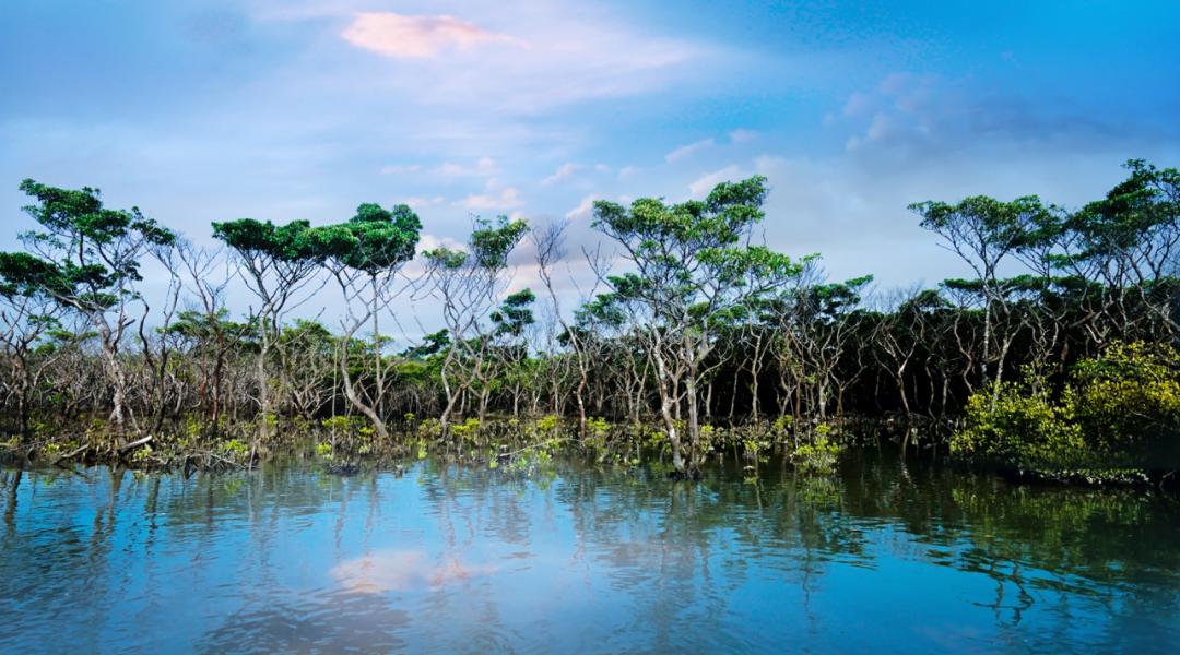 春日出游计划东寨港红树林观鸟游,东寨港红树林观鸟