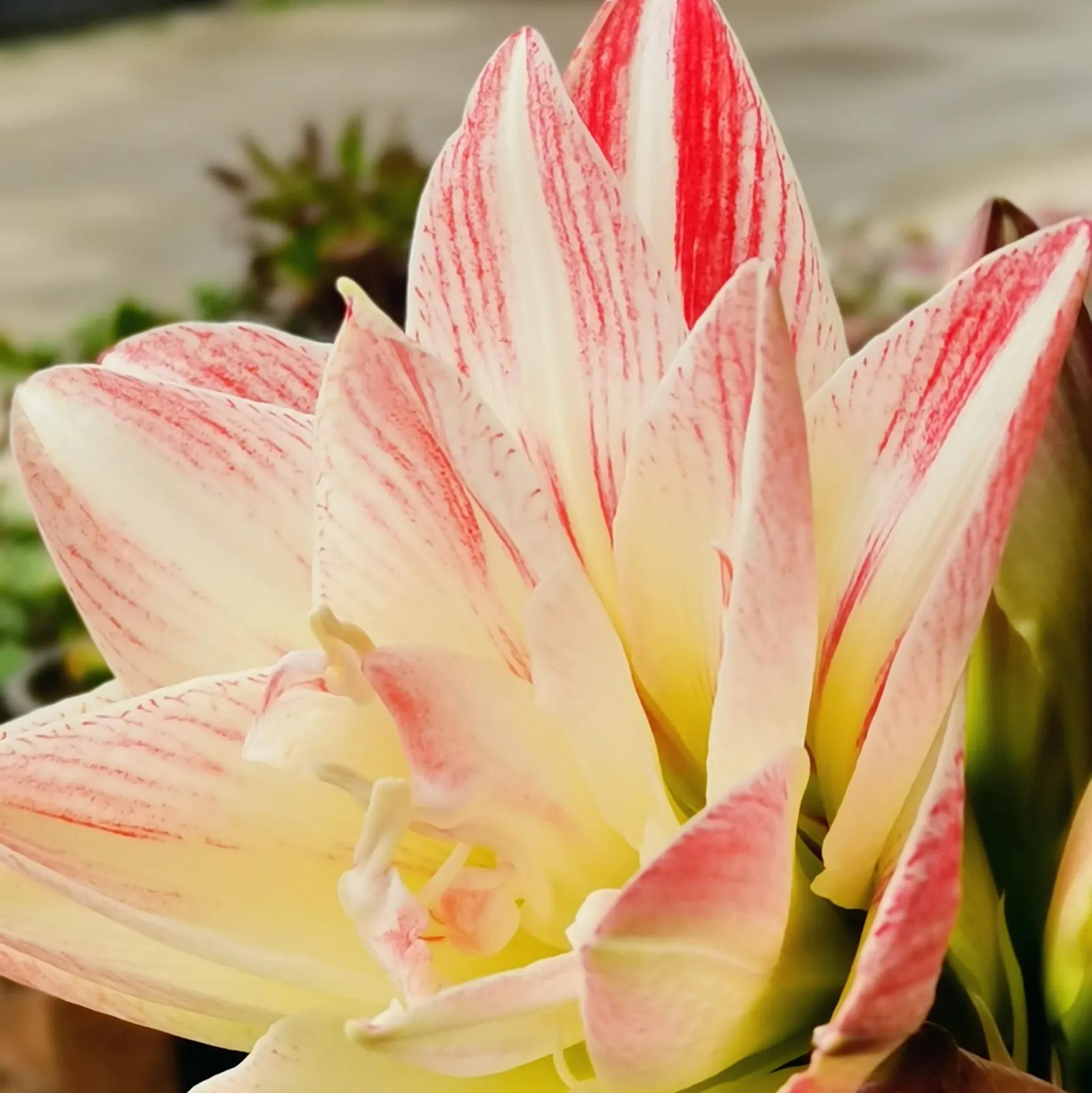阴雨雾霾天逛月亮湾花市，郁闷不见了，心情舒朗愉悦