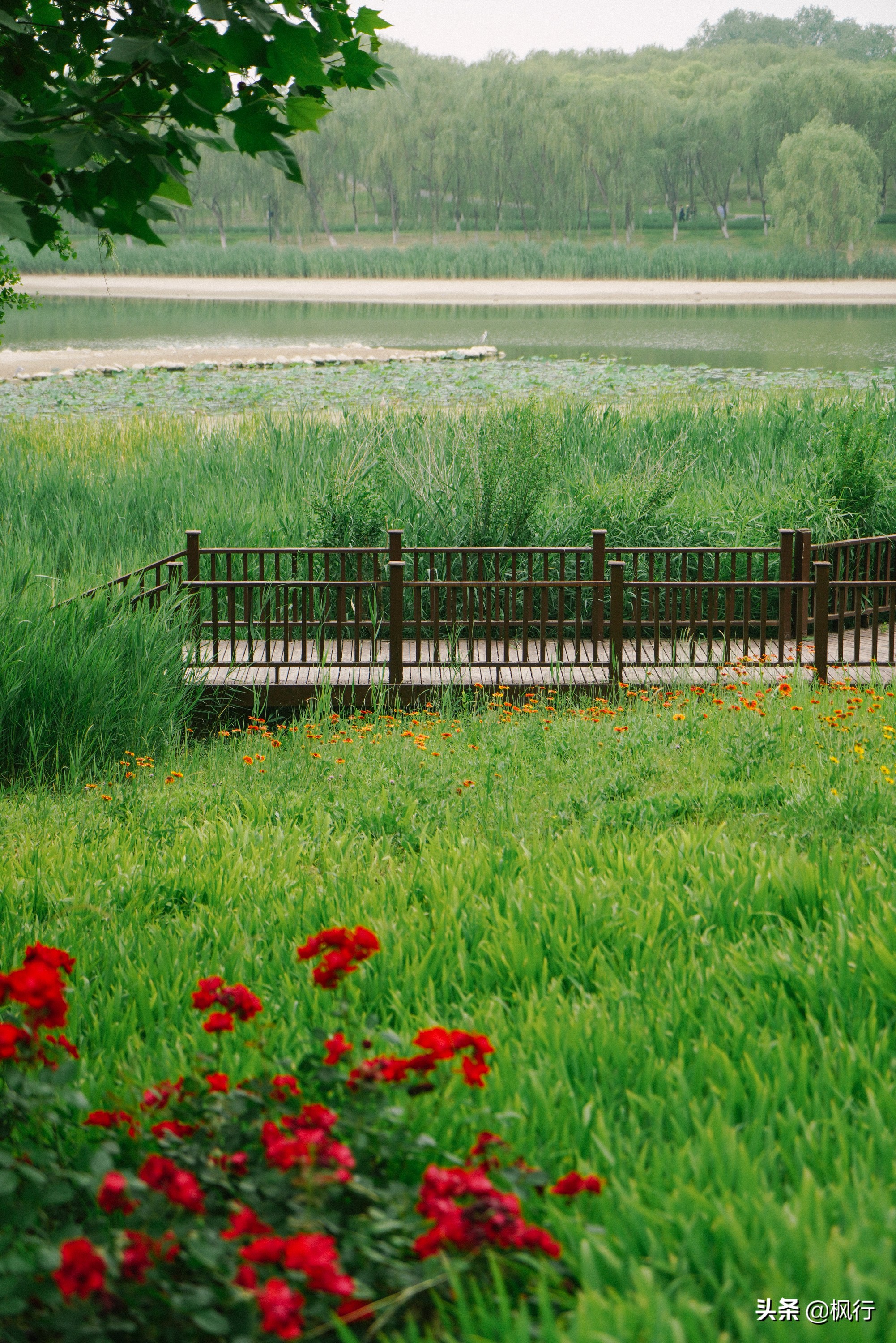 南海公园奈良小麋鹿,奈良小鹿公园麋鹿