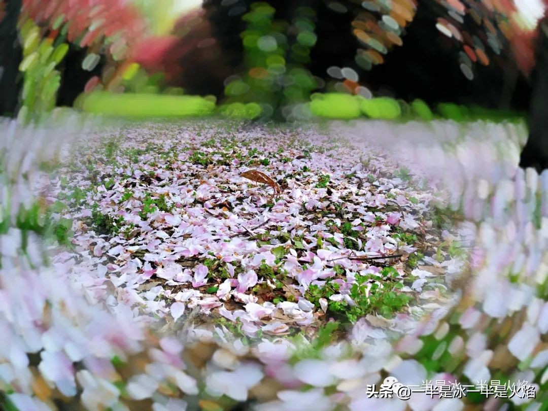 散文诗：看正好的花，见想见的人