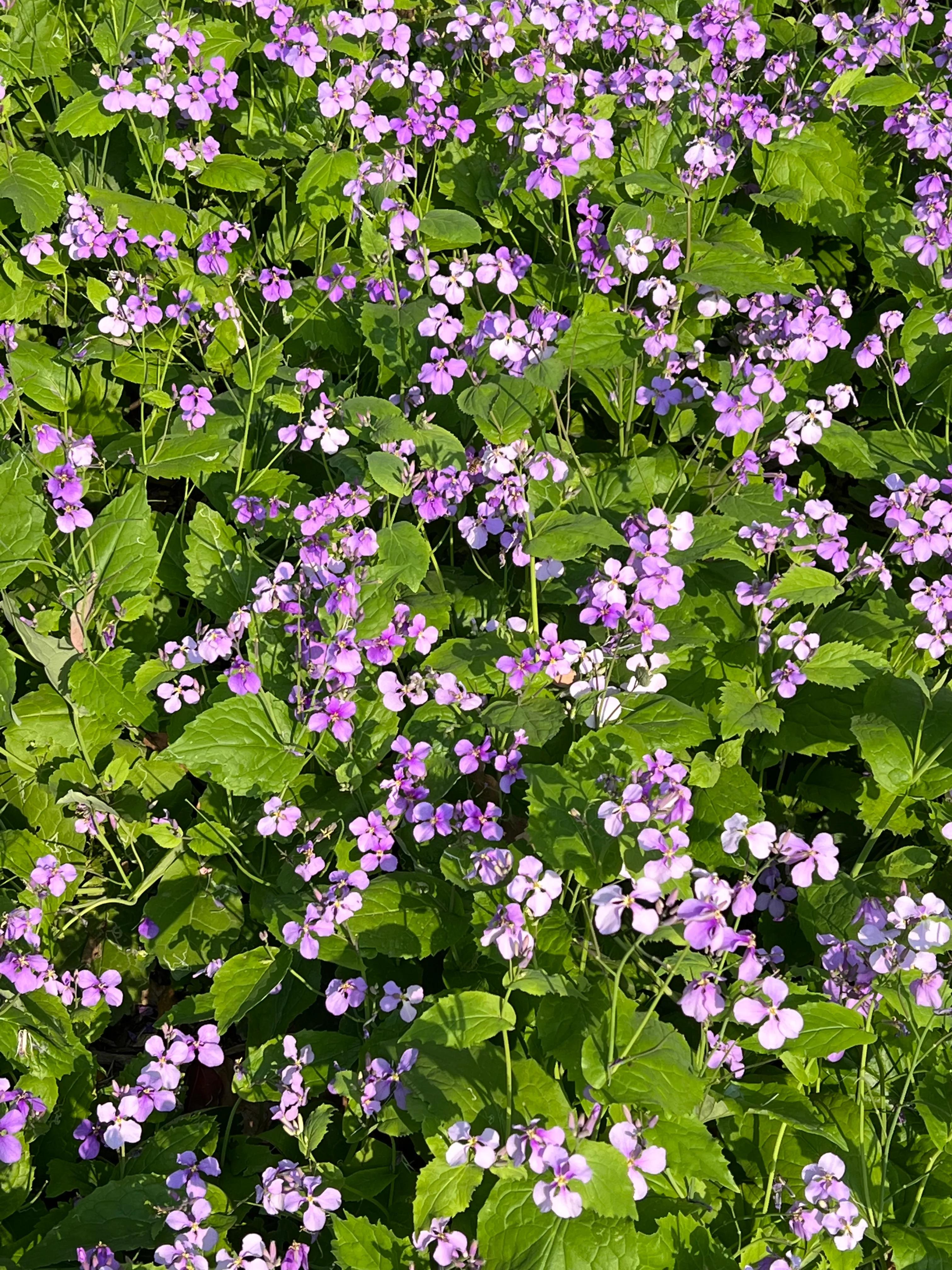 武汉园博园自然博物馆,武汉园博园门票