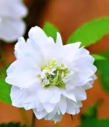 荼蘼花观赏特性,荼蘼花红色重瓣