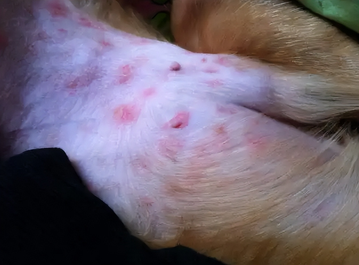 狗狗咳嗽很严重一直咳不停怎么办,养宠经验猫咪感冒打喷嚏怎么办