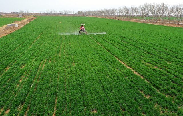 小麦红蜘蛛怎么样管理为好,农作物红蜘蛛怎么消灭