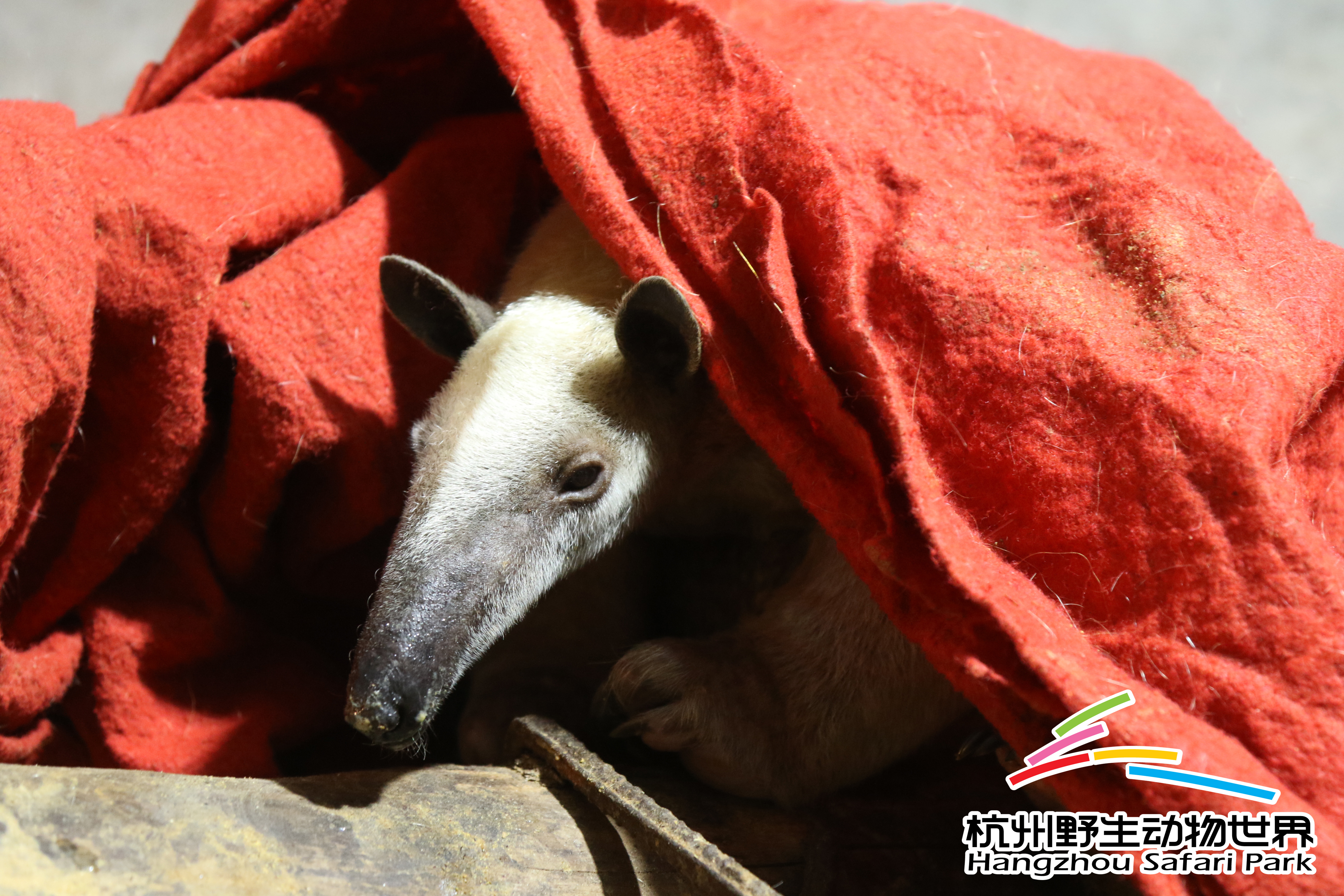 寒潮来袭冻真格,杭州野生动物世界过冬