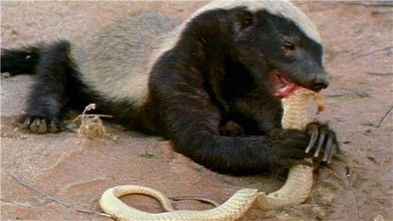 非洲“平头哥”蜜獾有多强?我来告诉你