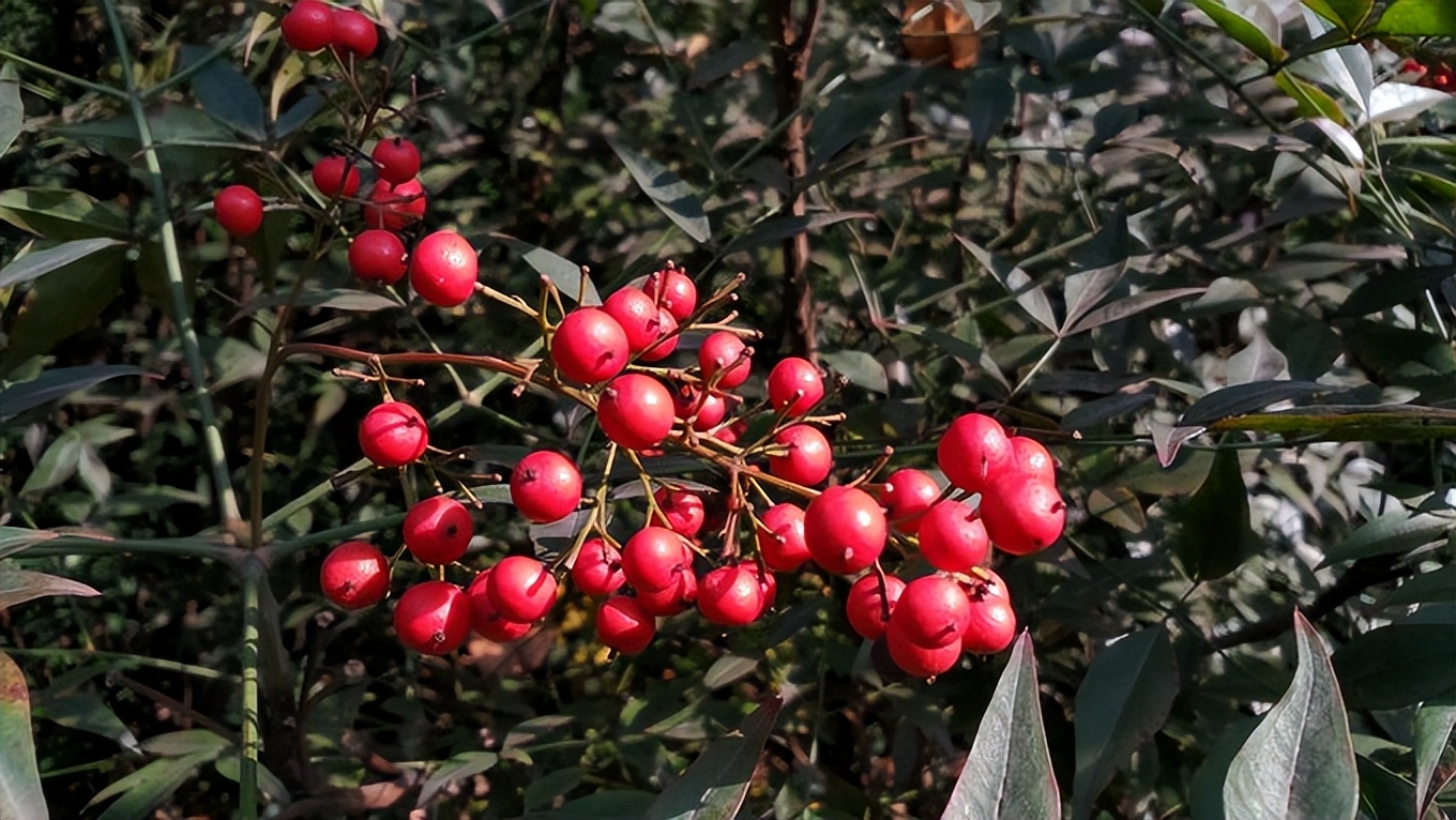 武汉友好城市图片,武汉市友好合作城市列表