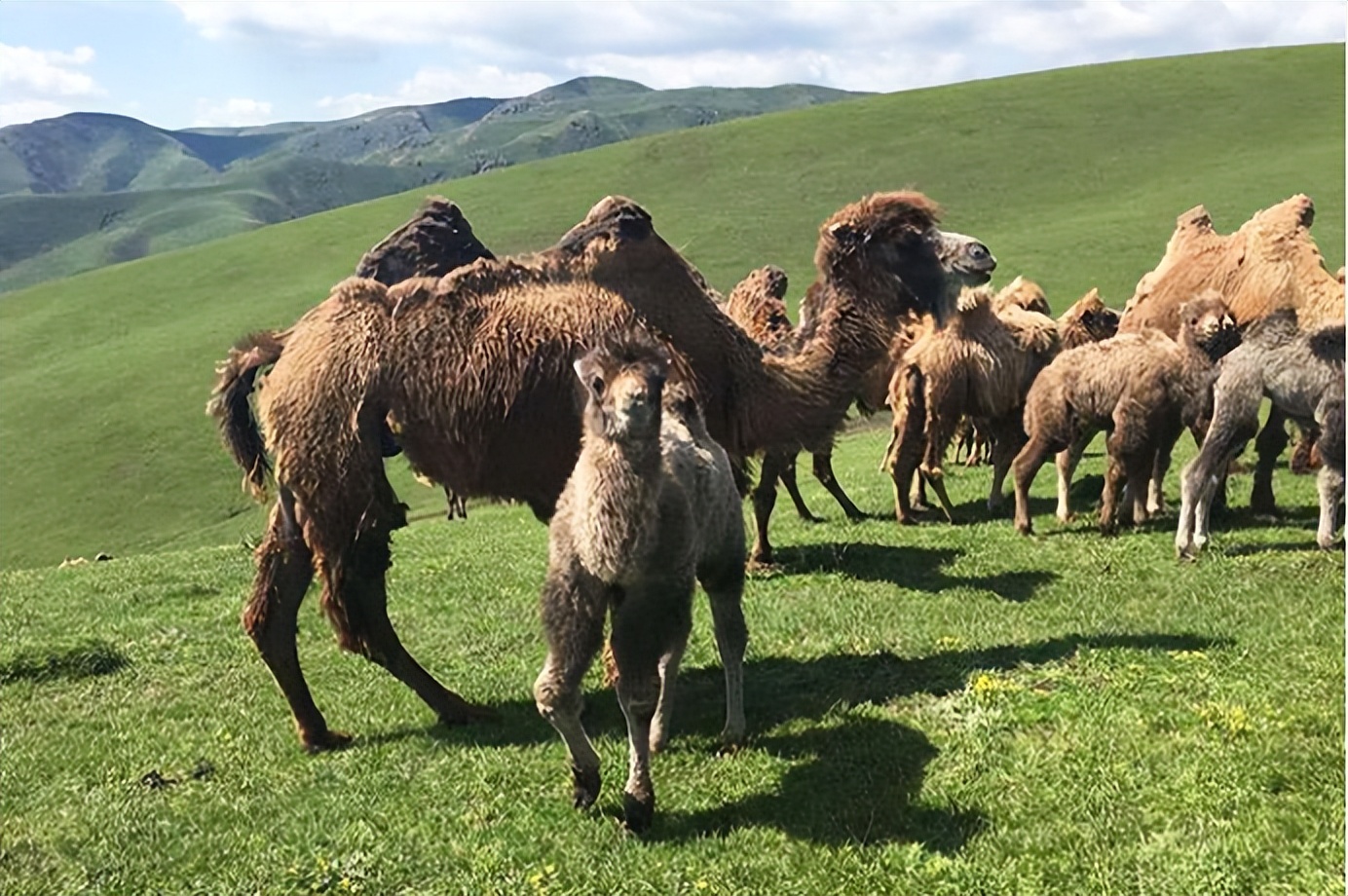 伊牧驼——新鲜驼乳的搬运工