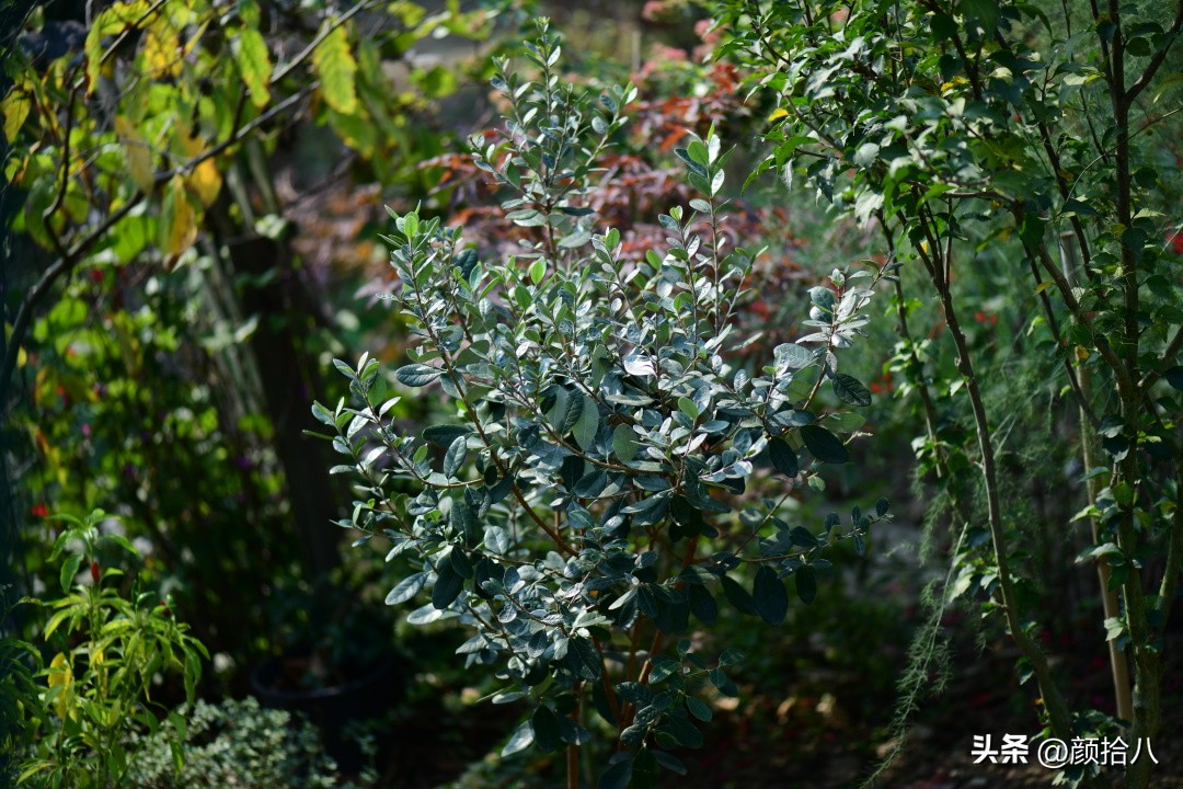 流放到菜地的花儿们，尽情绽放吧，不管在哪里｜园丁