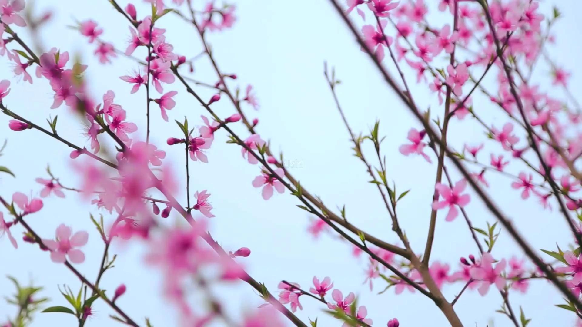 早春天气美文,早春美文欣赏