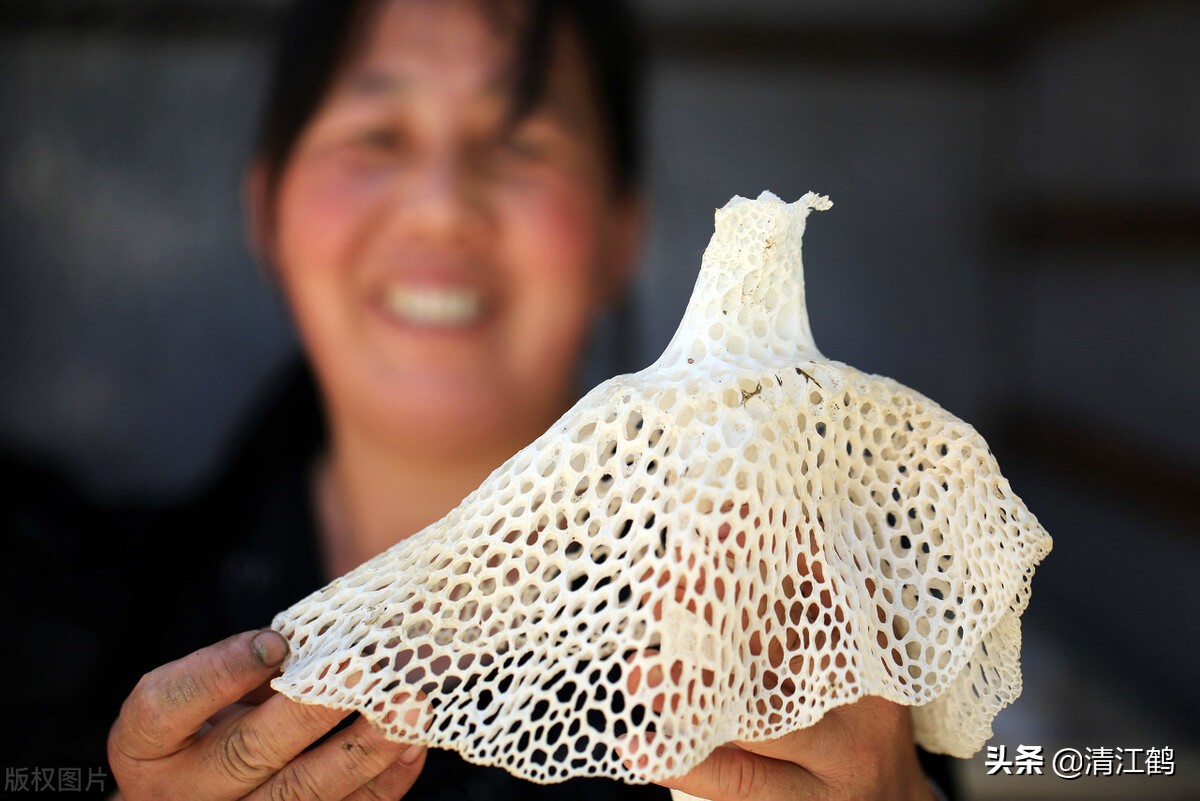 营养比鸡蛋好的竹姑娘怎么栽培产量高质量好？温度比施肥更重要