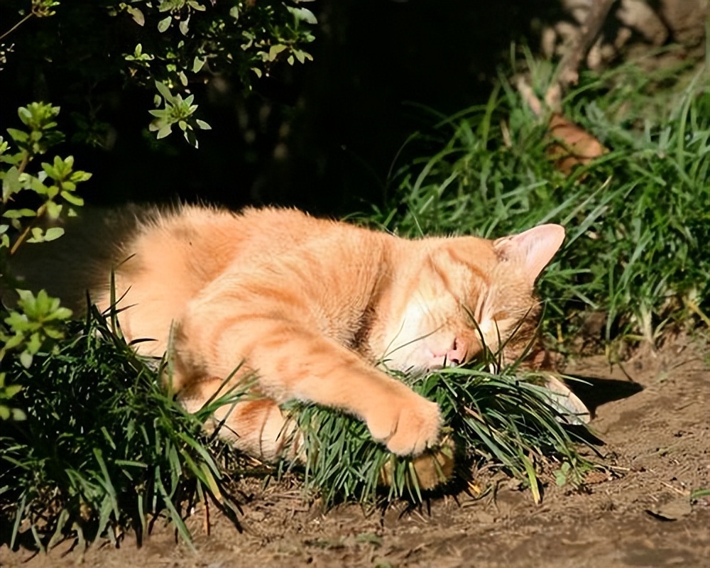 中老年补钙骨质疏松,中老年骨质疏松吃什么药能补钙