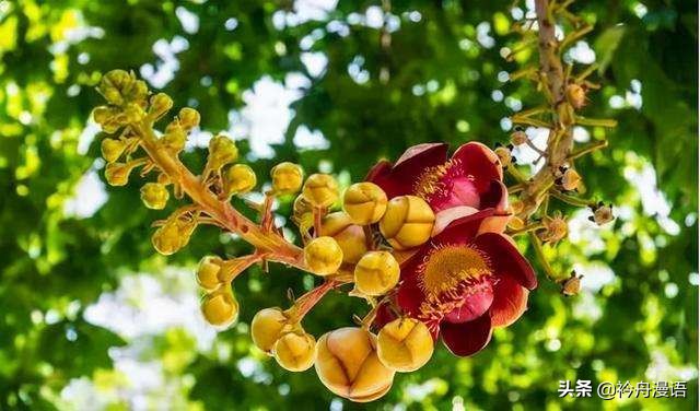 一花一世界一叶一菩提一人一众生,一花一世界一树一菩提一生爱一人