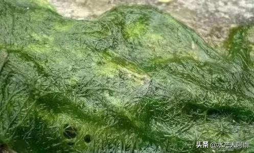 青苔爆发用什么菌可以抑制,青苔爆发原因是什么元素多了