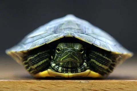 几种好养的宠物便宜学生党粘人,养什么宠物安全又干净又可爱