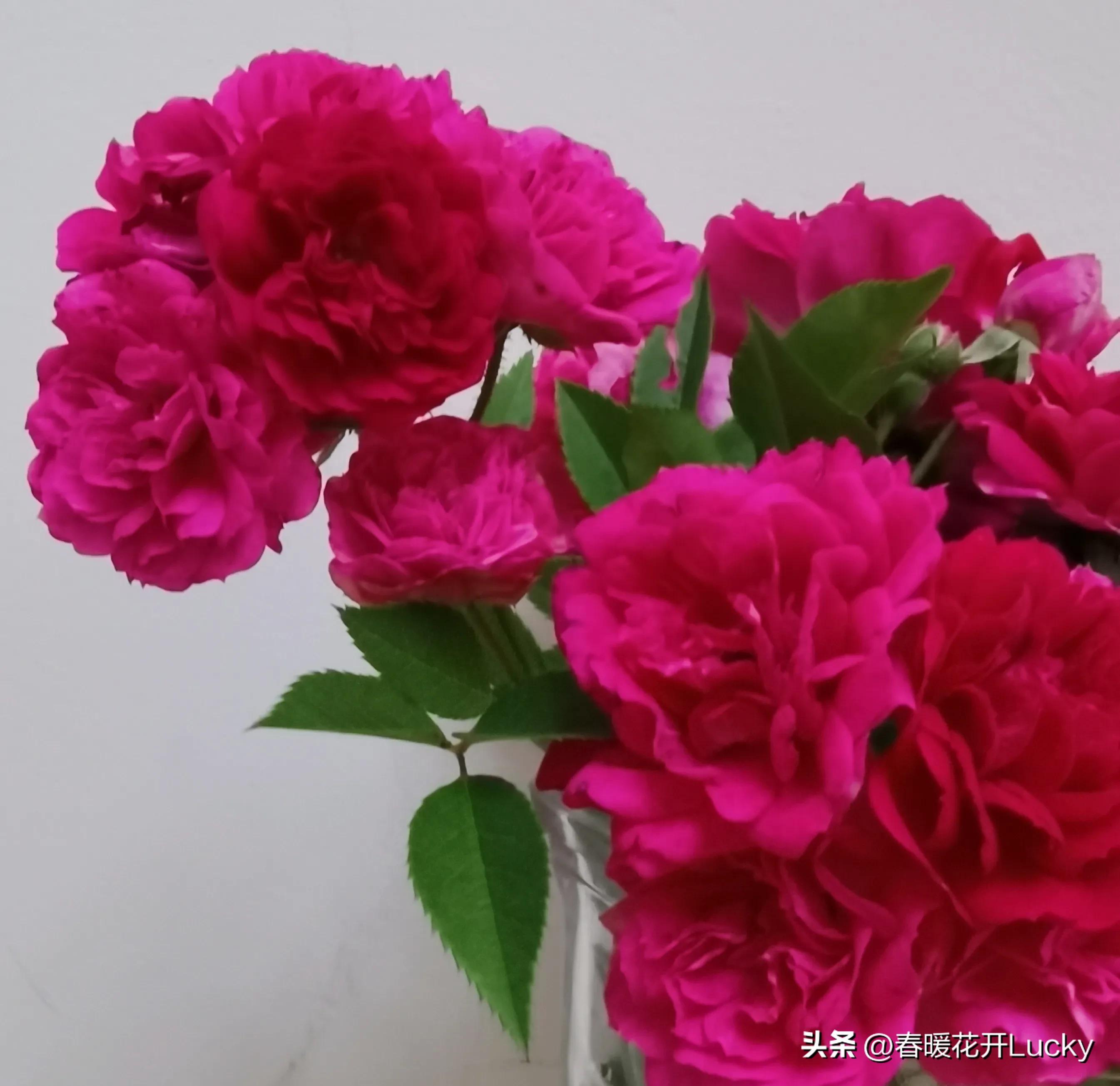 花红花火中的花火,火黄色月季花