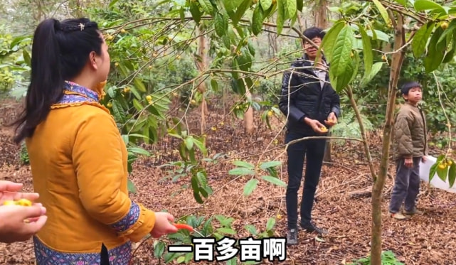 康仔金花茶园,康仔金花茶树苗