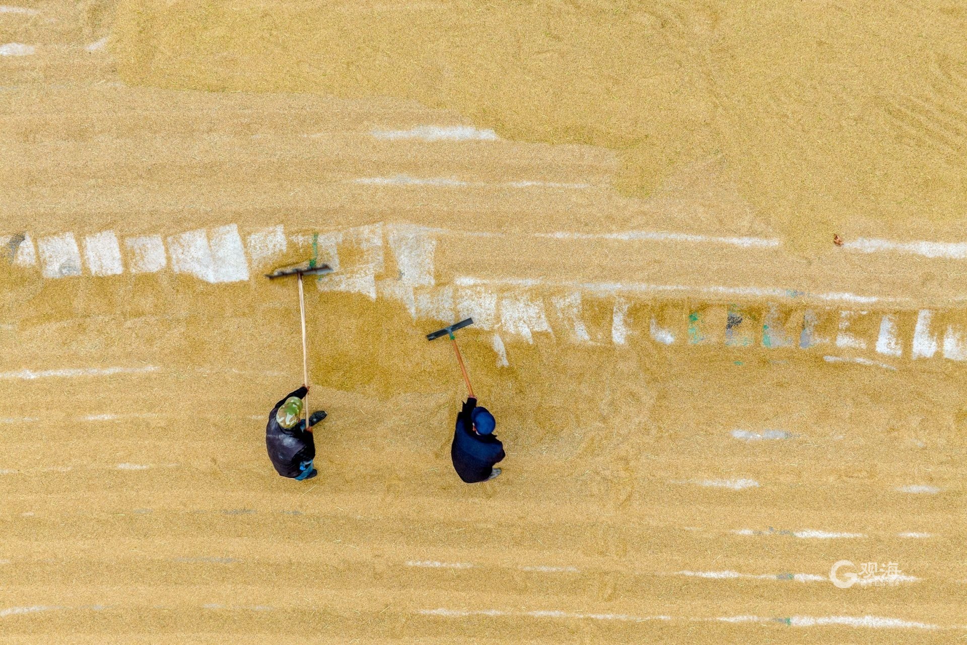 农业致富新路视频,海水稻丰收青岛城阳