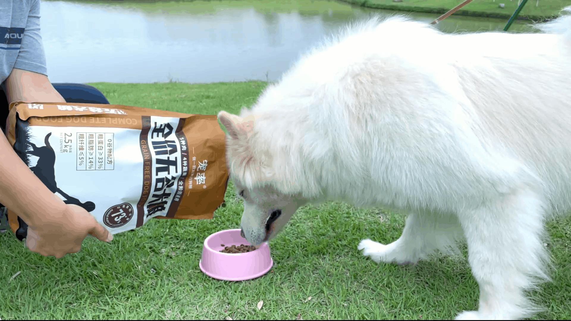 狗狗不愿动不吃食什么原因,狗狗不吃食怎么办