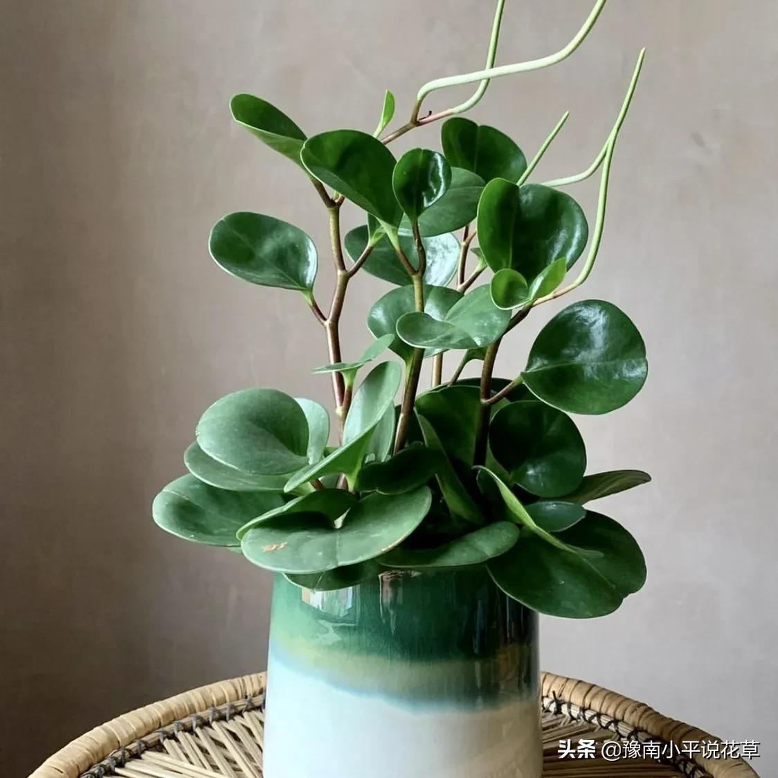 豆瓣绿叶子烂该怎么办,豆瓣绿叶子发黄脱落怎么回事