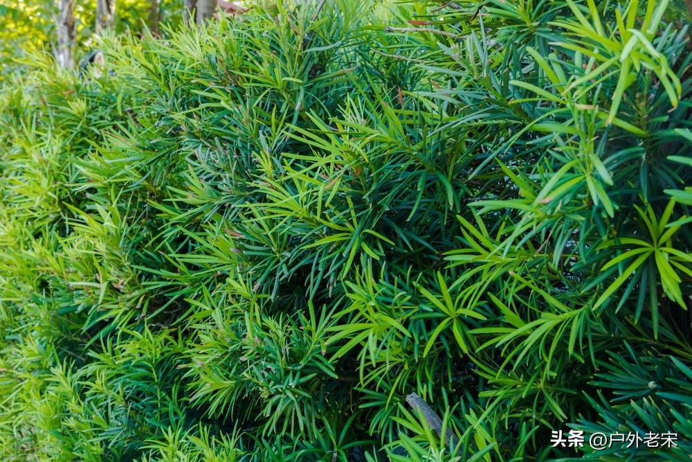 溶菌酶替代饲用抗生素,植物天然抗菌提取物