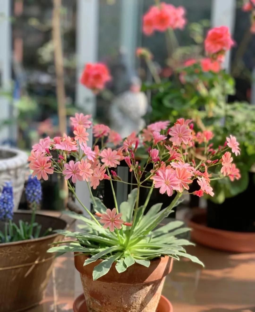 90后姑娘回家改造楼顶花园,5000元楼顶造花园