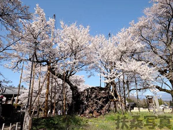 【说说日本的三大樱、五大樱以及观赏期推荐、交通路线介绍】