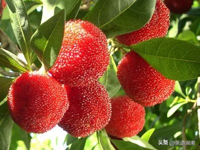 立夏的节气习俗是什么,二十四节气立夏的习俗