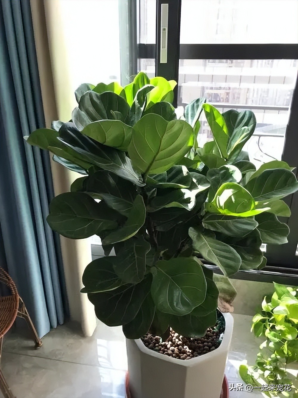 屋里放什么绿植寓意好还净化空气,新房装修好买什么绿植能净化空气