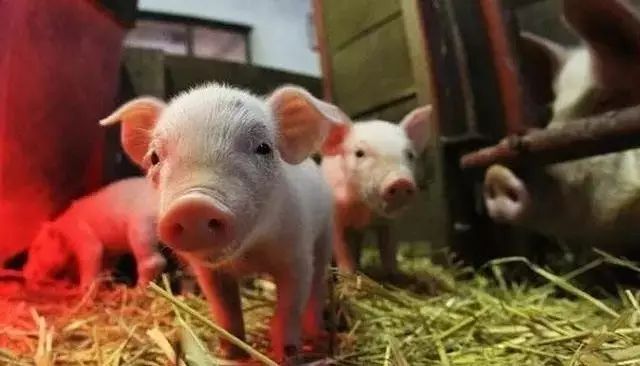 骨软骨病怎么回事,骨软骨病的原因及治疗