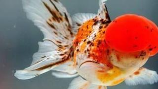 狮子头金鱼烂头炸鳞怎么治疗,狮子头金鱼头朝下怎么回事