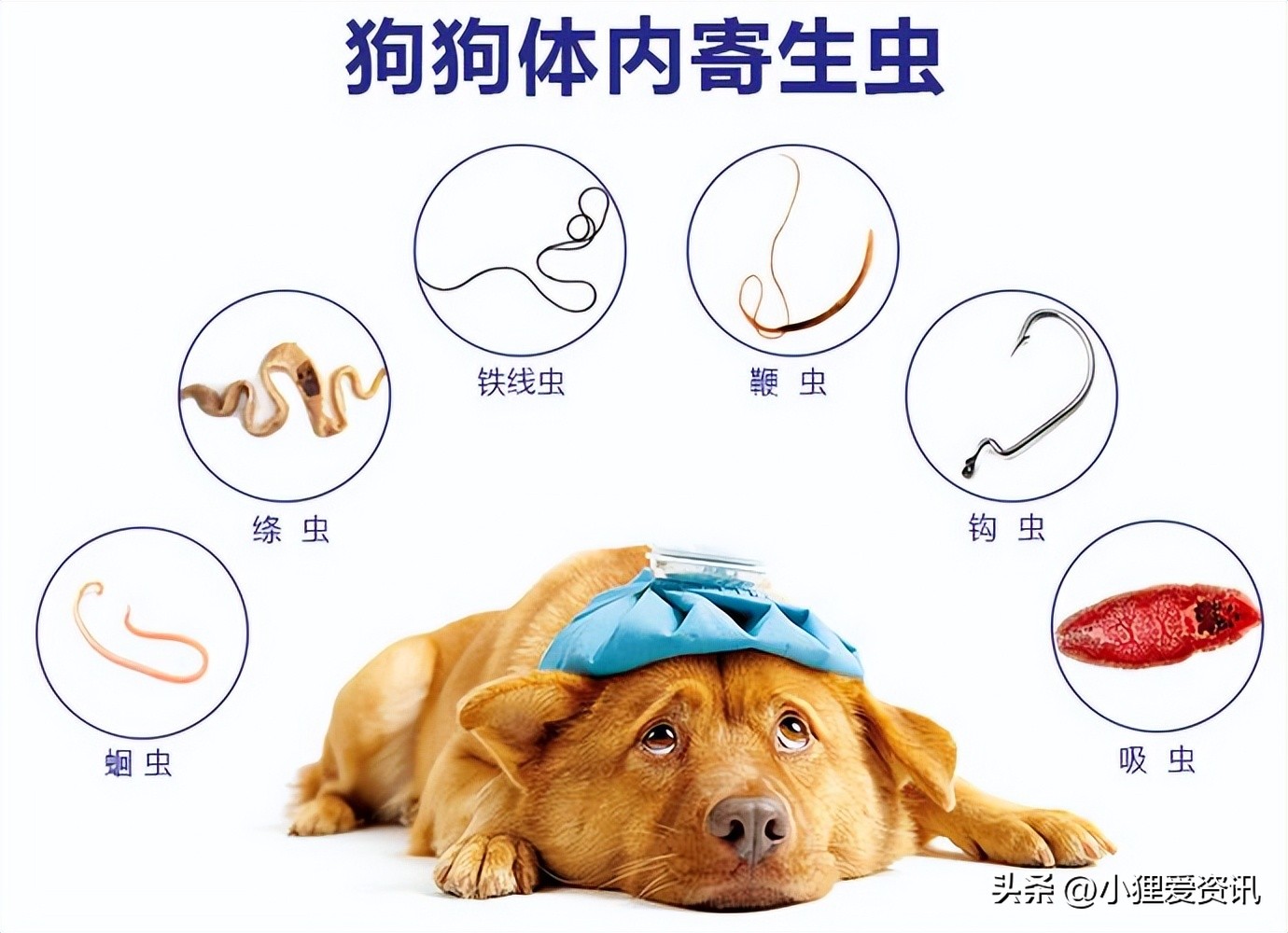 狗狗拉血怎么办最有效的方法,狗狗拉血呕吐的治疗最好方法