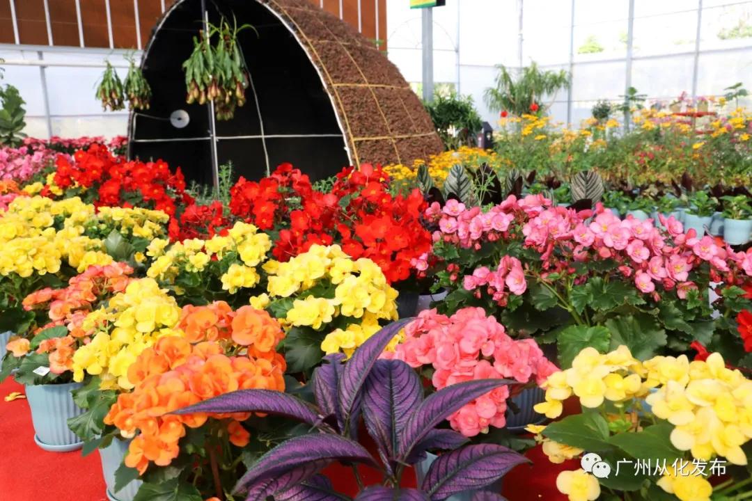 带你走进广州从化这家春节花卉超市~