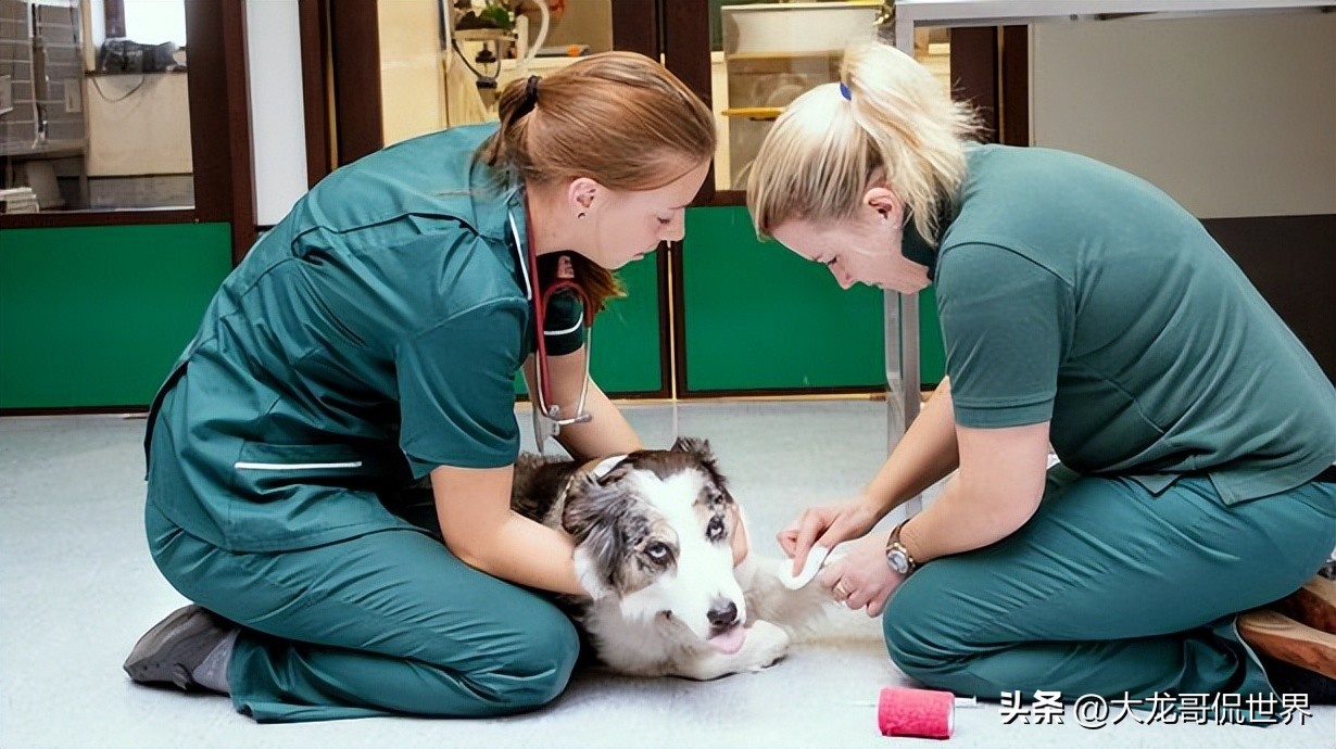 美国再现神秘病毒：若感染5天内就会死亡，已有数十只狗死亡