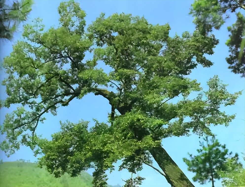 植物识别小口诀，总结的太全了！