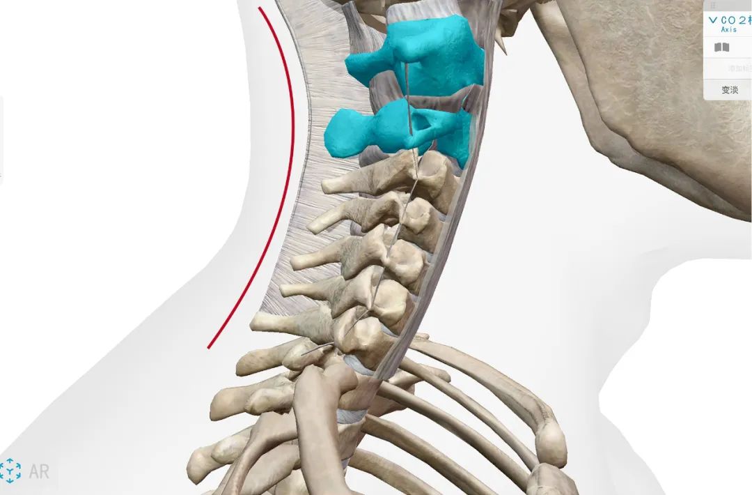 颈椎疼痛的自救指南,颈椎疼痛一招解决太神奇了